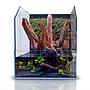 Blau Aquaristic Cubic Selva 45 Paludarium completo 45x45x20/55h cm