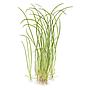 Tropica 1•2•Grow! Pianta Sagittaria Subulata "Needle Leaf" in Vitro Cup