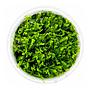 Tropica 1•2•Grow! Pianta Solenostoma tetragonum 'Pearl Moss' in Vitro Cup