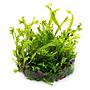 Tropica 1•2•Grow! Pianta Microsorum pteropus 'Windelov' in Vitro Cup