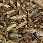 Shg Pesciolini Mangime completo per Tartarughe d'acqua 400g