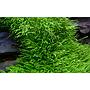 Tropica 1•2•Grow! Utricularia Graminifolia