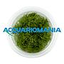 Aqua Fleur Easy Grow Eleocharis Acicularis