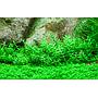 Tropica 1•2•Grow! Gratiola viscidula