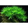 Tropica 1•2•Grow! Heteranthera zosterifolia