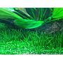 Tropica 1•2•Grow! Littorella Uniflora