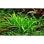 Tropica 1•2•Grow! Sagittaria Subulata