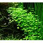 Tropica 1•2•Grow! Hydrocotyle Tripartita