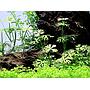 Tropica 1•2•Grow! Ranunculus Inundatus
