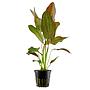 Tropica Pianta Echinodorus ’Ozelot’  in vasetto