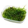 Tropica Pianta Taxiphyllum Barbieri " Bogor Moss" in porzione
