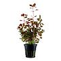 Tropica Pianta Ludwigia palustris "Super red" in vasetto