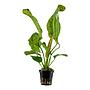 Tropica Pianta Echinodorus ’Ozelot’ green in vasetto