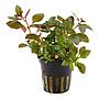 Tropica Pianta Ludwigia Repens "Rubin" in vasetto