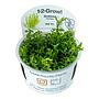 Tropica 1•2•Grow! Pianta Gratiola viscidula in Vitro Cup