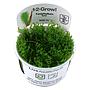 Tropica 1•2•Grow! Pianta Taxiphyllum sp 'Spiky Moss' in Vitro Cup