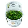 Tropica 1•2•Grow! Pianta Rotala Rotundifolia "Green" in Vitro Cup