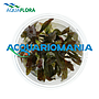 Aquaflora Echinodorus"Little Mystery" in Vitro Cup