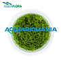 Aquaflora Micranthemum Sp. "Montecarlo" in Vitro Cup