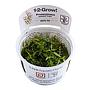 Tropica 1•2•Grow! Pianta Proserpinaca palustris "Cuba" in Vitro Cup