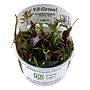 Tropica 1•2•Grow! Pianta Cryptocoryne undulata 'Broad Leaf' in Vitro Cup