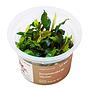 Aqua Art Bucephalandra sp. "Ulysses" in Cup Vitro