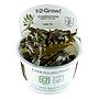 Tropica 1•2•Grow! Pianta Cryptocoryne wendtii "Mi Oya" in Vitro Cup