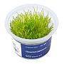 Aqua Art Climacium japonicum in Vitro Cup