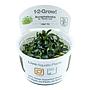 Tropica 1•2•Grow! Pianta Bucephalandra sp. 'Needle Leaf' in Vitro Cup