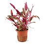Tropica Pianta Alternanthera reineckii "Pink"