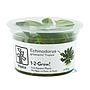Tropica 1•2•Grow! Pianta Echinodorus grisebachii 'Tropica' in Vitro Cup