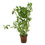 Tropica Pianta Hygrophila polysperma 'Rosanervig' vasetto