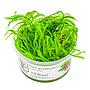 Tropica 1•2•Grow! Najas guadalupensis 'Guppy Grass' in Vitro Cup