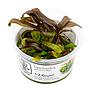 Tropica 1•2•Grow! Lysimachia parvifolia ‘Red’ in Vitro Cup