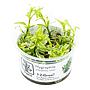 Tropica 1•2•Grow! Pianta Hygrophila polysperma 'White' in Vitro Cup