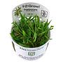 Tropica 1•2•Grow! Pianta Cryptocoryne wendtii "green" in Vitro Cup