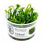 Tropica 1•2•Grow! Pianta Microsorum pteropus 'Windelov' in Vitro Cup