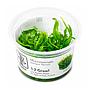 Tropica 1•2•Grow! Pianta Microsorum pteropus 'Narrow' in Vitro Cup