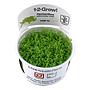 Tropica 1•2•Grow! Pianta Micranthemum  callitrichoides "Cuba" in Vitro Cup
