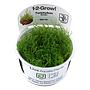 Tropica 1•2•Grow! Pianta Taxiphyllum Barbieri "Bogon Moss" in Vitro Cup