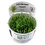 Tropica 1•2•Grow! Pianta Lilaeopsis Brasiliensis in Vitro Cup