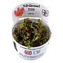 Tropica 1•2•Grow! Pianta Rotala Macranda in Vitro Cup