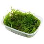 Tropica Pianta Taxiphyllum "Spiky Moss" in porzione