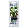 Tropica Single Package Pianta Lobelia Cardinalis vasetto