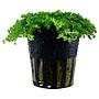 Tropica Pianta Micranthemum  Callitrichoides "Cuba" in vasetto